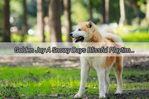 Golden Joy A Snowy Days Blissful Playtime with a Labrador in the White Blanket